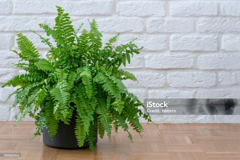 Top 7 Indoor Plants for Air Purification in Home